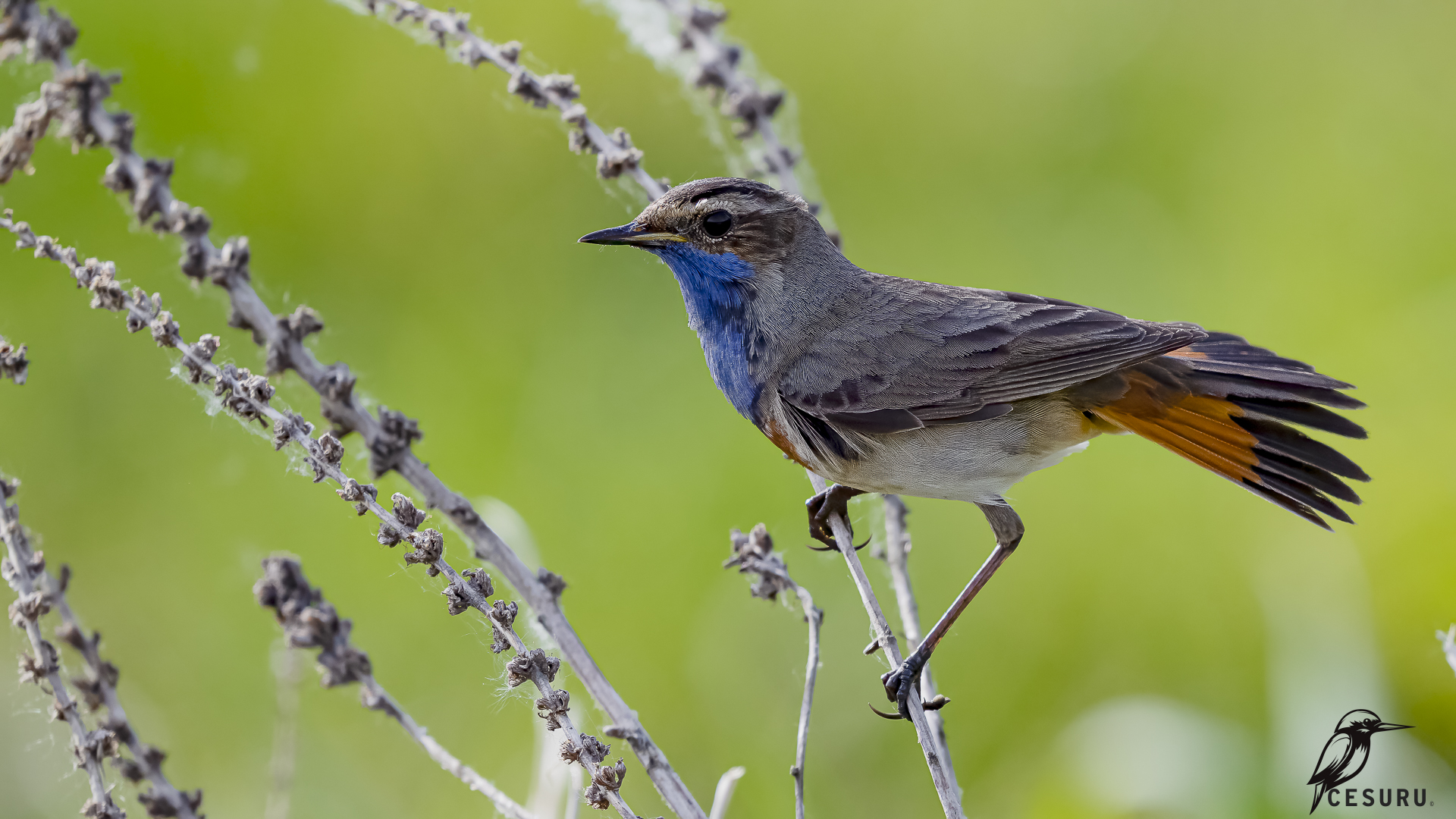 Bluethroat